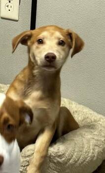 Shepherd and Hound Dogs Available for Adoption in Sanford, Florida - Logan | PetCurious