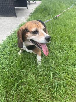 Mabel -  Beagle Dog for Adoption in Livonia, Michigan - Mabel | PetCurious