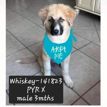 Whiskey -  Great Pyrenees and Boxer Dog for Adoption in New Tazewell, Tennessee - Whiskey | PetCurious