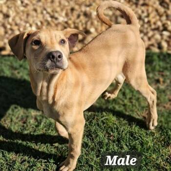 Rudy -  Mixed Breed Dog Available for Adoption in Leesburg, Georgia - Rudy | PetCurious