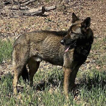 German Shepherd Dog Dogs Available for Adoption in New Ringgold, Pennsylvania - Titus (26-159) | PetCurious