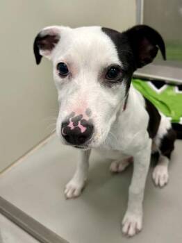 Wiggleworm -  Mixed Breed Dog for Adoption in Wichita, Kansas - Wiggleworm | PetCurious