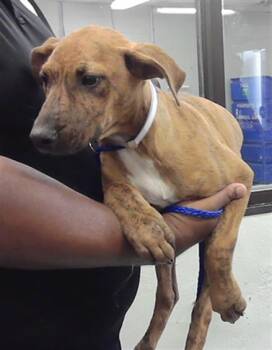American Staffordshire Terrier and Mixed Breed Dogs Available for Adoption - A2066639 | PetCurious