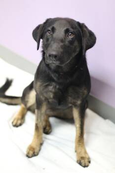 Lenora in NH. Come Meet our Adoptable Dogs Wednesday-Saturday. M -  Shepherd Dog for Adoption in Manchester, New Hampshire - Lenora In NH. Come Meet Our Adoptable Dogs Wednesday-Saturday. M | PetCurious