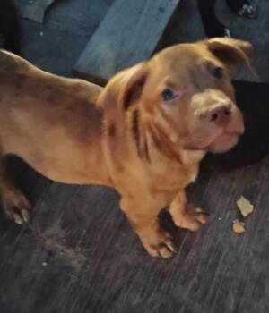 Rudy -  Staffordshire Bull Terrier Dog for Adoption in The Woodlands, Texas - Rudy | PetCurious