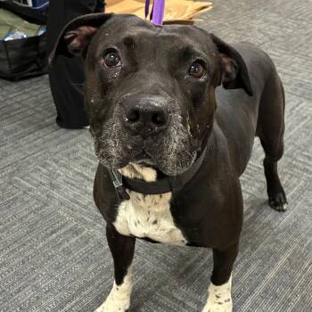 Boots -  Terrier Dog for Adoption in Bronson, Florida - Boots | PetCurious