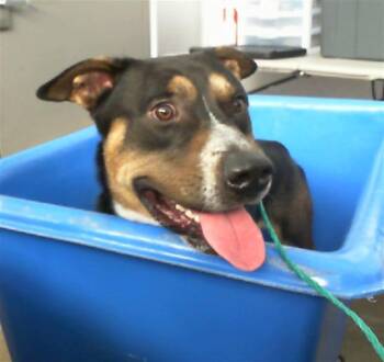 Rescue Mixed Breed Dogs for Adoption in Dallas, Texas - YAYO | PetCurious