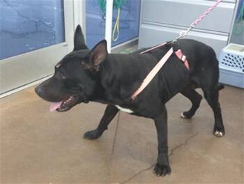 Pit Bull Terrier and Mixed Breed Dogs Available for Adoption in Dallas, Texas - BIG JOHN | PetCurious