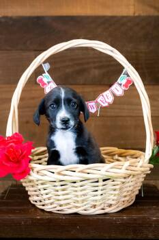 486-26 -  Australian Cattle Dog Blue Heeler Dog for Adoption in Brighton, Colorado - 486-26 | PetCurious
