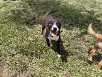 Rescue Pit Bull Terrier Dogs for Adoption in Pawnee City, Nebraska - Harley | PetCurious