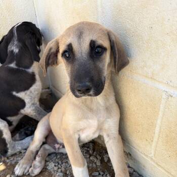 Gas 3362 -  Great Pyrenees and Great Dane Dog for Adoption in Loxahatchee Groves, Florida - Gas 3362 | PetCurious