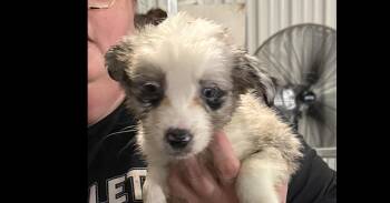Skyler -  Border Collie and Corgi Dog for Adoption in Papillion, Nebraska - Skyler | PetCurious