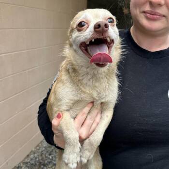 Rufus -  Chihuahua and Terrier Dog Available for Adoption in Shinnston, West Virginia - Rufus | PetCurious