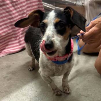 Bindi -  Miniature Dachshund Dog for Adoption in Madison, Wisconsin - Bindi | PetCurious