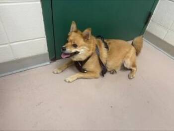 Kenzo -  Pomeranian and Siberian Husky Dog for Adoption in Woodbury, Minnesota - Kenzo | PetCurious