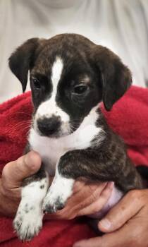 Beagle and Mixed Breed Dogs Available for Adoption in Leesburg, Alabama - Raven | PetCurious