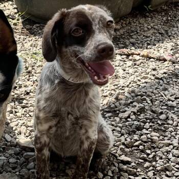 Baby -  Cattle Dog and Beagle Dog for Adoption in Birmingham, Alabama - Baby | PetCurious