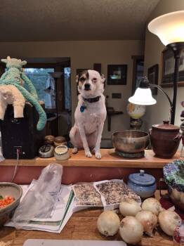 Rescue Chihuahua Dogs for Adoption in Millcreek, Utah - Snudge | PetCurious