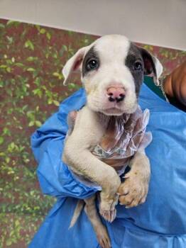 Walk -  American Staffordshire Terrier and Mixed Breed Dog for Adoption in San Antonio, Texas - Walk | PetCurious