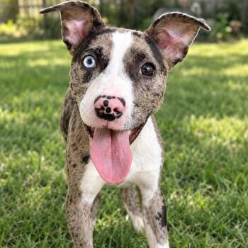 Athena -  Catahoula Leopard Dog Dog for Adoption in Brookeville, Maryland - Athena | PetCurious