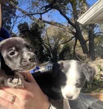 Rescue Mixed Breed Dogs for Adoption in Charlotte, North Carolina - Luigi | PetCurious