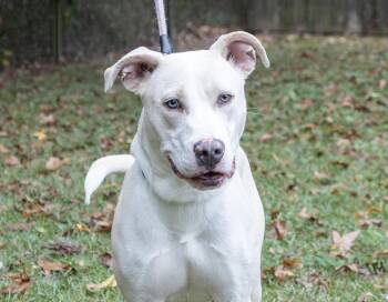 Rescue American Bulldog Dogs for Adoption in Slidell, Louisiana - Aspen | PetCurious