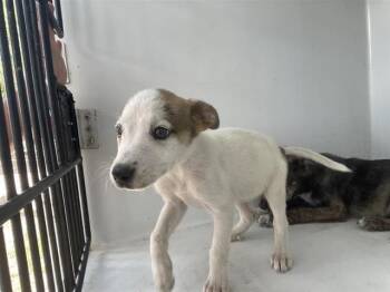 Labrador Retriever Dogs Available for Adoption in Houston, Texas - A656672 | PetCurious
