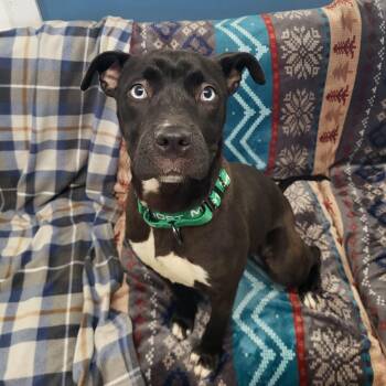 Topaz -  Mixed Breed Dog Available for Adoption in Sunderland, Maryland - Topaz | PetCurious