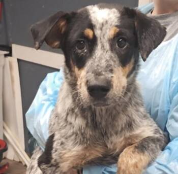 Bradley -  Australian Cattle Dog Blue Heeler Dog for Adoption in Hollister, Missouri - Bradley | PetCurious