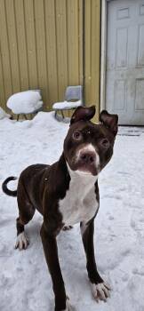 American Staffordshire Terrier Dogs Available for Adoption - Lyric | PetCurious