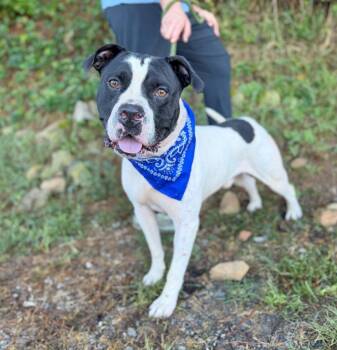 Piper -  Mixed Breed Dog for Adoption in Ellijay, Georgia - Piper | PetCurious