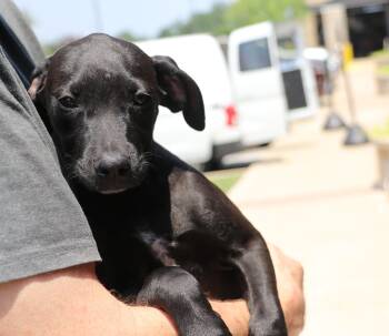 Rescue Labrador Retriever Dogs for Adoption in Pflugerville, Texas - Dottie Hinson | PetCurious
