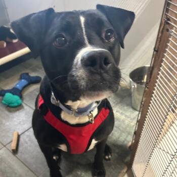 Hades aka Cadalack -  Black Labrador Retriever and Mixed Breed Dog for Adoption in North Myrtle Beach, South Carolina - Hades Aka Cadalack | PetCurious