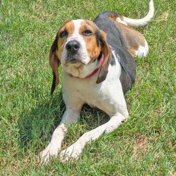 Lady Bird -  Treeing Walker Coonhound Dog for Adoption in Charlottesville, Virginia - Lady Bird | PetCurious