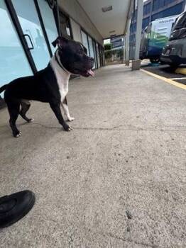 Koba -  Pit Bull Terrier and Mixed Breed Dog for Adoption in Honolulu, Hawaii - Koba | PetCurious