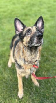 German Shepherd Dog Dogs Available for Adoption - Piper | PetCurious