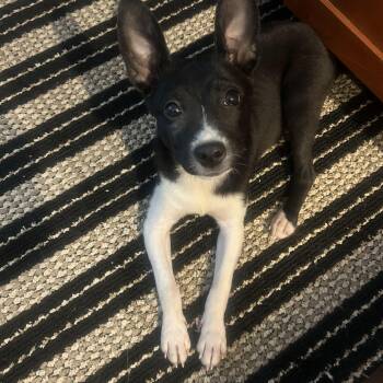 Polly Pocket -  Rat Terrier and Mixed Breed Dog for Adoption in Detroit, Michigan - Polly Pocket | PetCurious