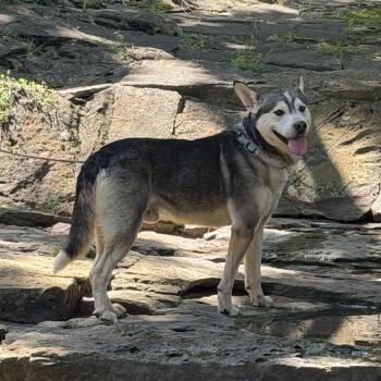 Yoda -  Husky Dog for Adoption in Springfield, Missouri - Yoda | PetCurious