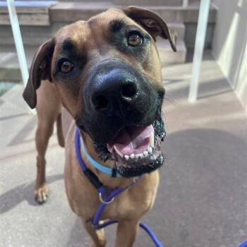Moose -  Mixed Breed Dog for Adoption in Bentonville, Arkansas - Moose | PetCurious