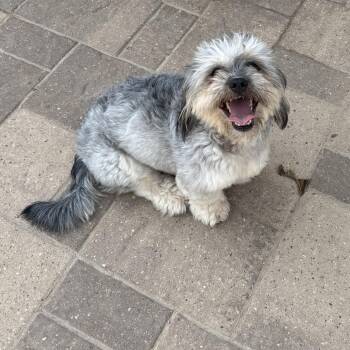 Rescue Shih Tzu Dogs for Adoption in Richmond, Texas - Zarina | PetCurious