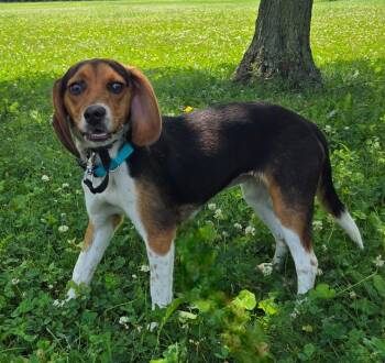 BELLE -  Beagle Dog for Adoption in Sandusky, Ohio - BELLE | PetCurious