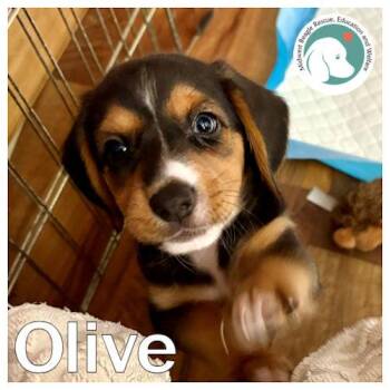 Olive -  Beagle and Shetland Sheepdog Sheltie Dog for Adoption in Wadsworth, Illinois - Olive | PetCurious