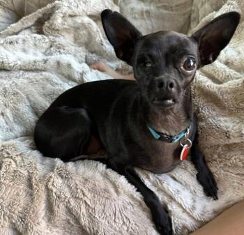 Rescue Chihuahua Dogs for Adoption in Los Angeles, California - Peep | PetCurious
