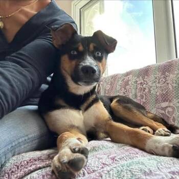 Blue -  Husky Dog for Adoption in New York, New York - Blue | PetCurious