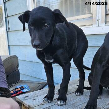 Border Collie and Mixed Breed Dogs Available for Adoption in Portland, Oregon - Rumi | PetCurious