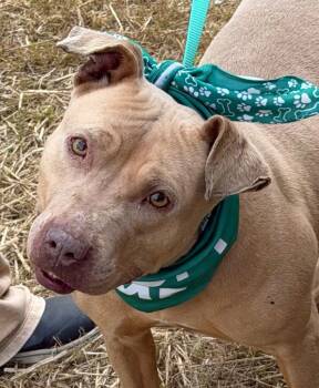Pit Bull Terrier Dogs Available for Adoption in Tarboro, North Carolina - 26-052 Royalty | PetCurious