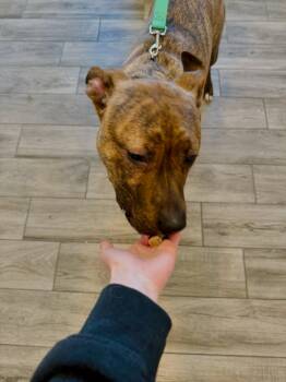 Pit Bull Terrier Dogs Available for Adoption in Rock Hill, New York - Rufus Fernando  | PetCurious