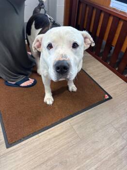 Hank *ADOPTION FEE PAID* -  Mixed Breed Dog for Adoption in Metter, Georgia - Hank *ADOPTION FEE PAID* | PetCurious
