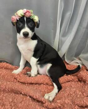 Pixie -  Chihuahua and Feist Dog for Adoption in Wanaque, New Jersey - Pixie | PetCurious