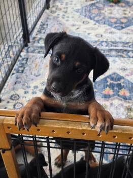 Big T -  Cattle Dog Dog Available for Adoption in Las Vegas, Nevada - Big T | PetCurious
